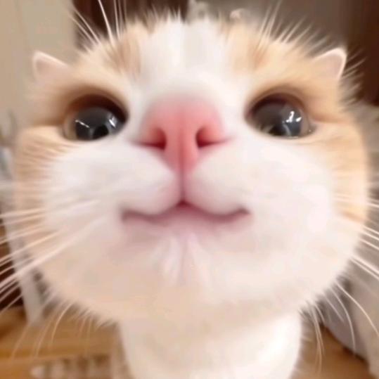 兔子她不爱🍓