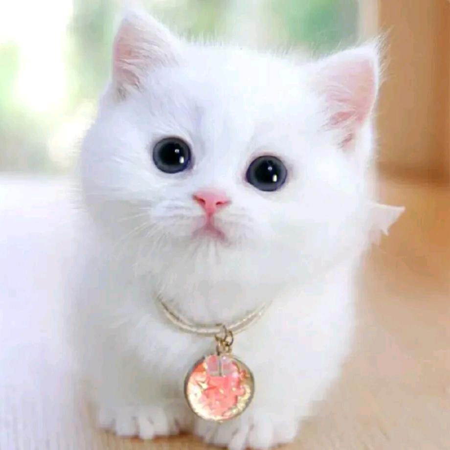 小猫崽