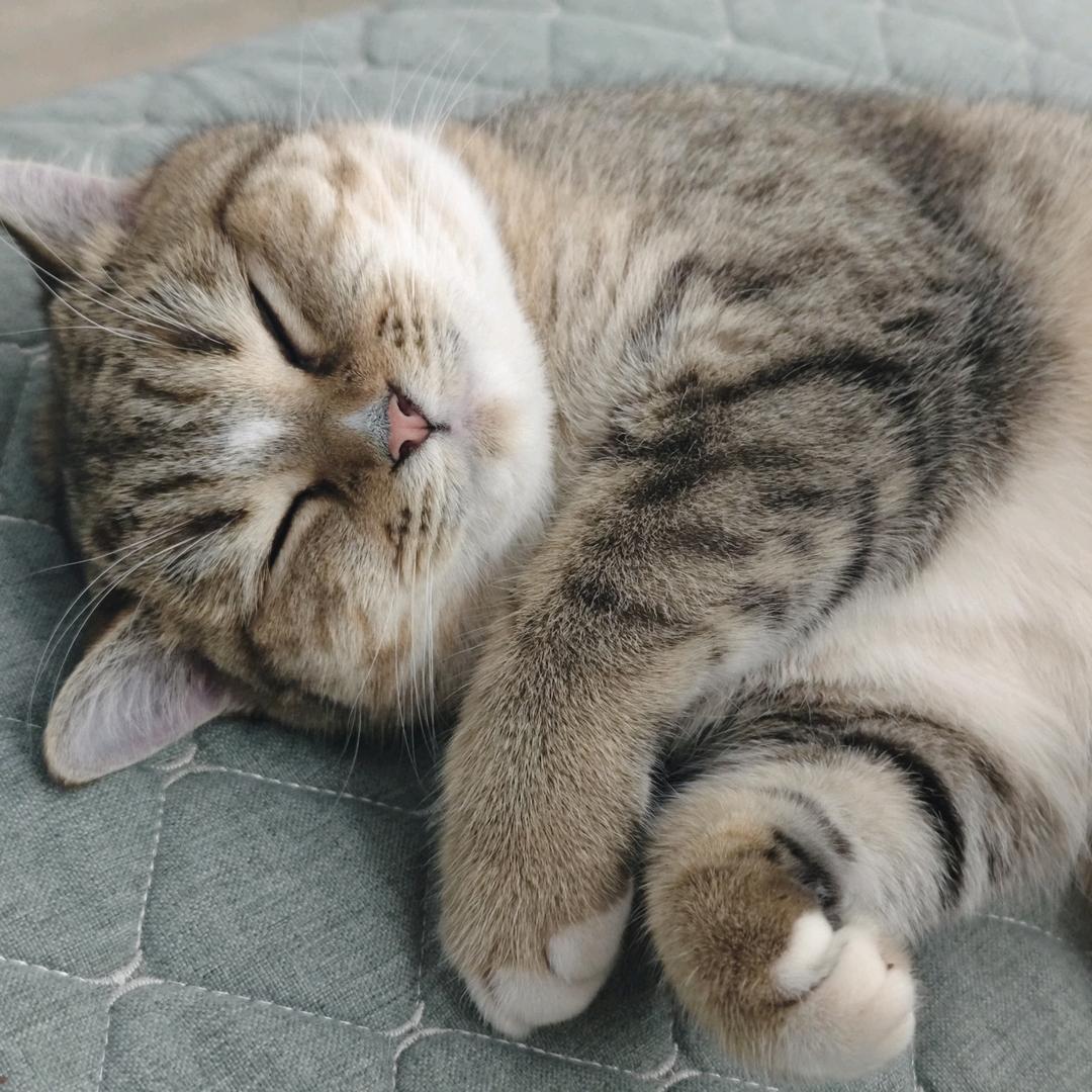 飞翔招财猫DOTA2