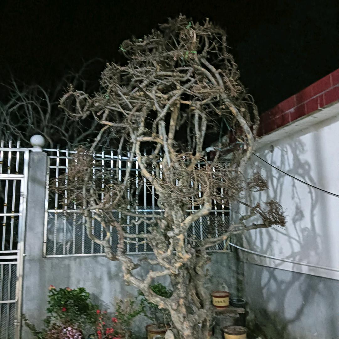 俊哥  常年拔鹅刀翎全身毛