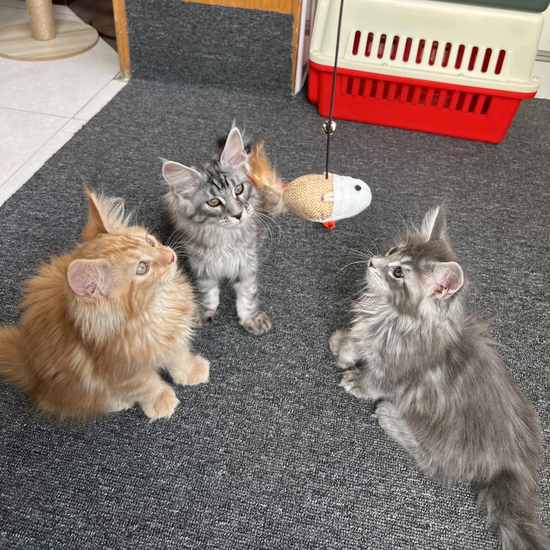 养缅因猫主子的东北银