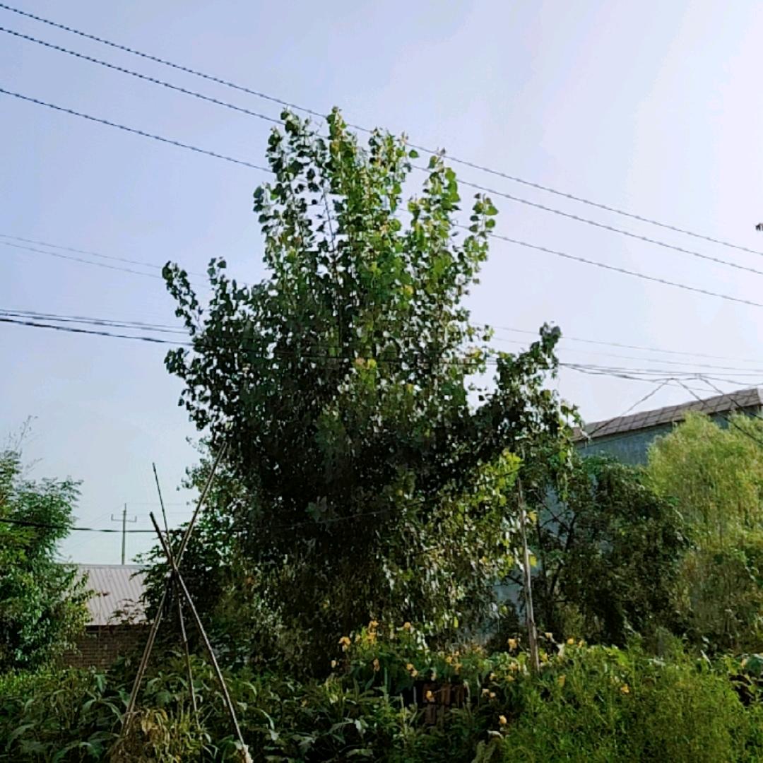 呆呆轩