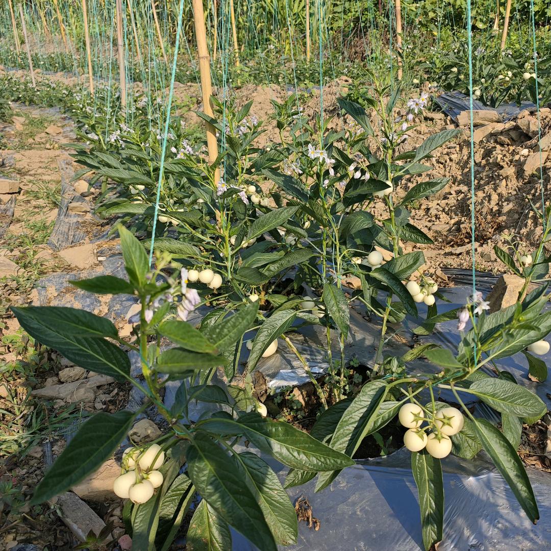 人参果种植技术