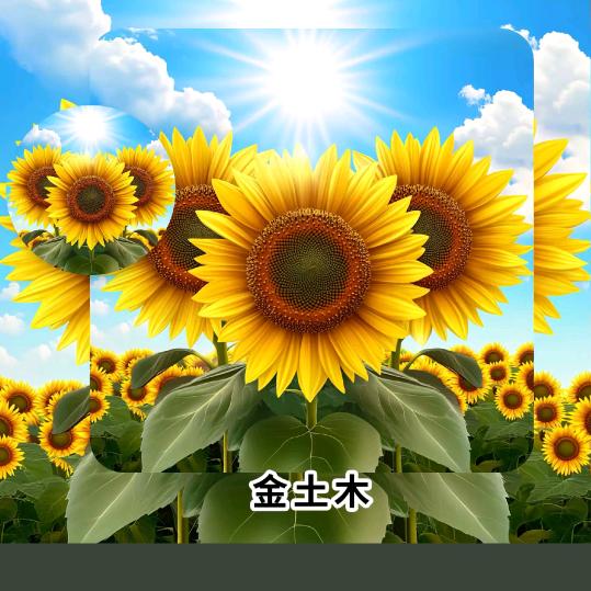 A向日葵