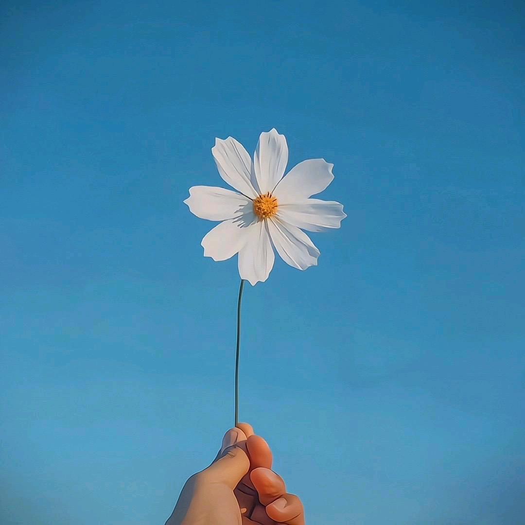 花送你