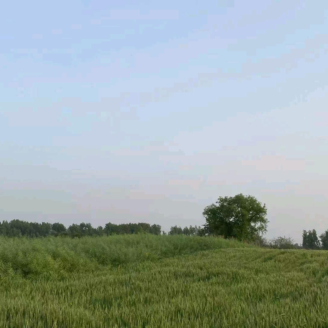 在希望的田野上，