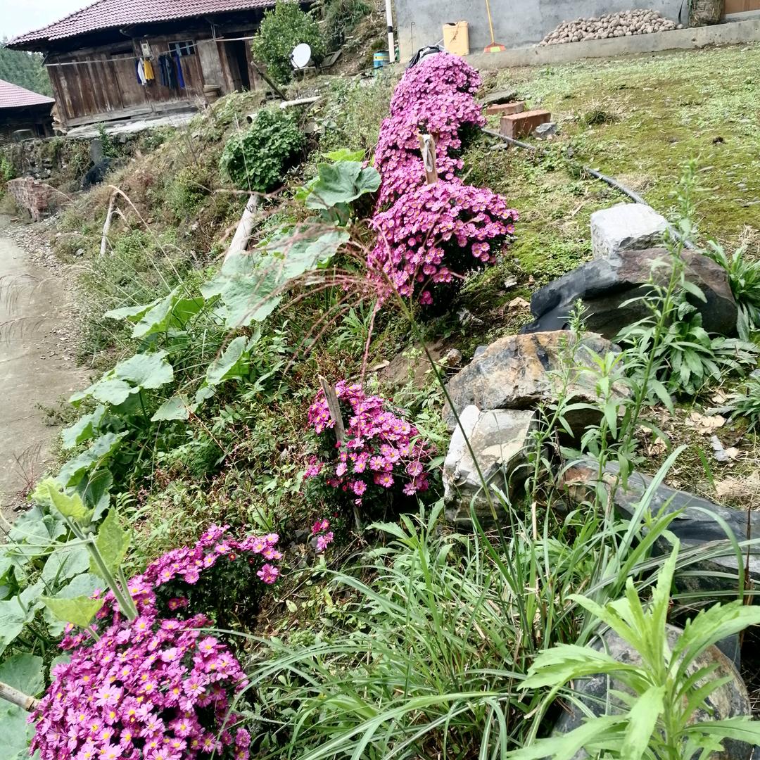 田华