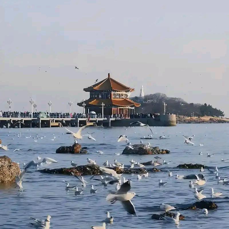 QD青岛