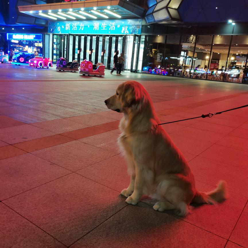 金毛凯撒