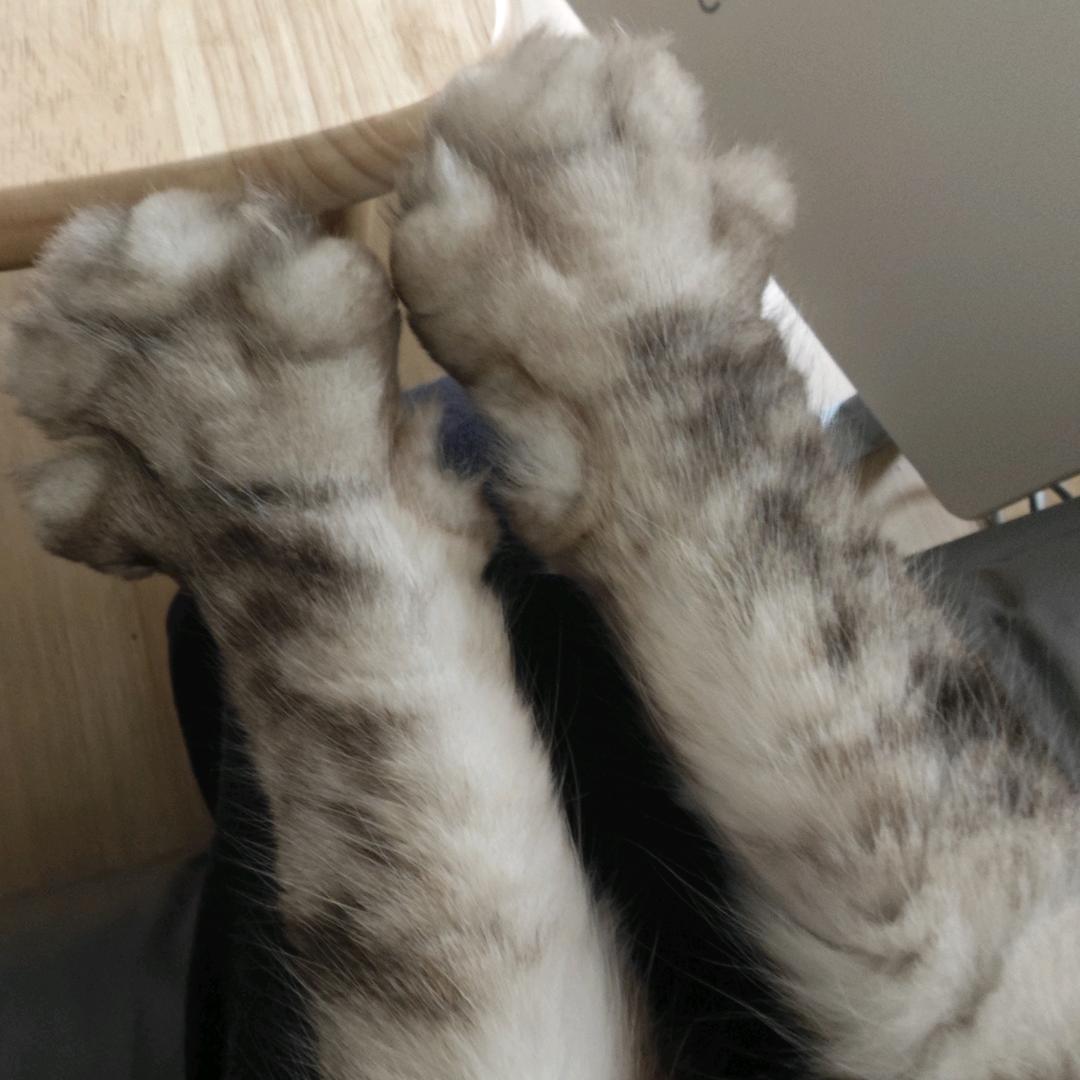 穿衣服的猫