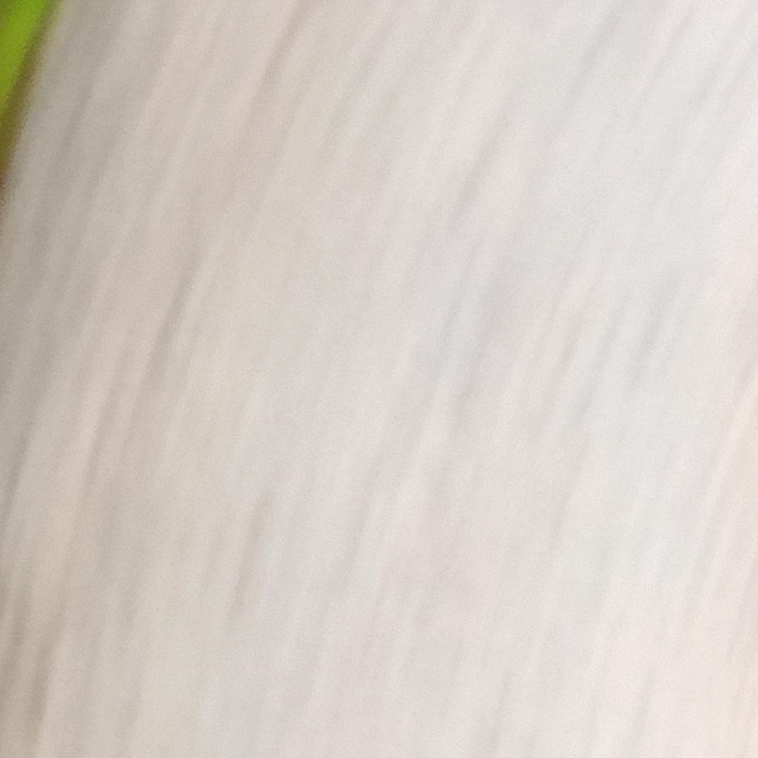 pan头像