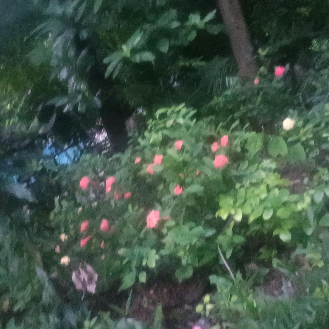 秋风落叶