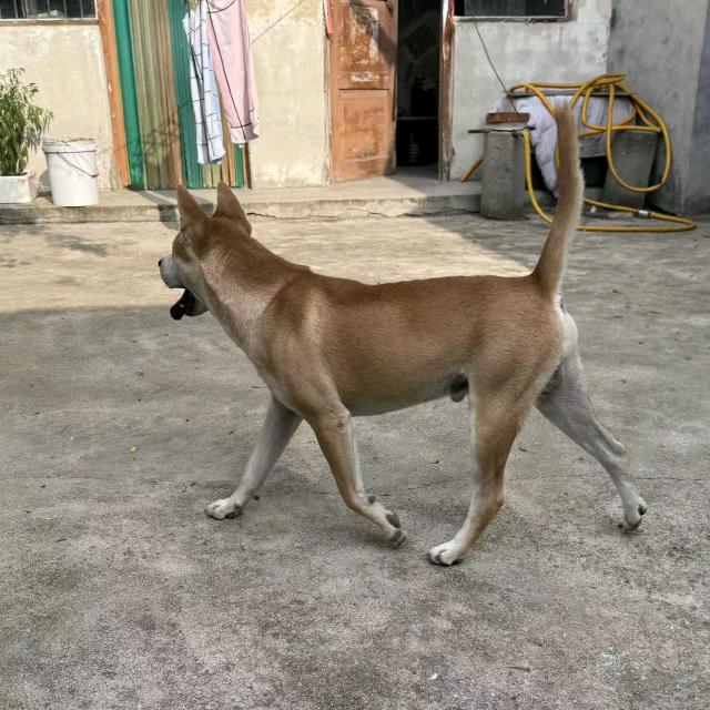 吉吉家的大黄狗