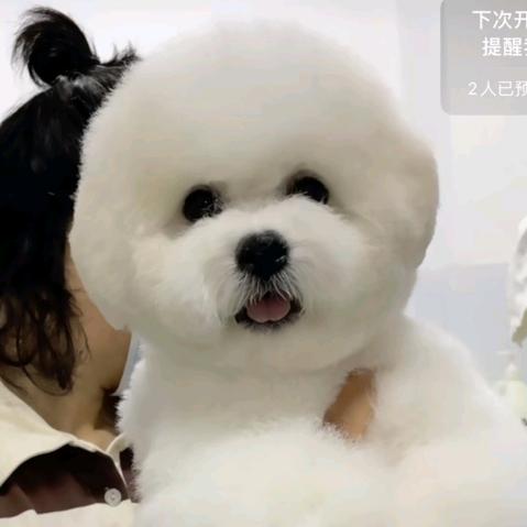 腾飞家比熊犬舍