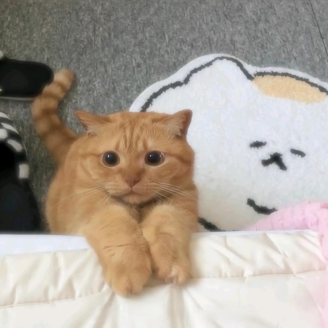 小橘🍊