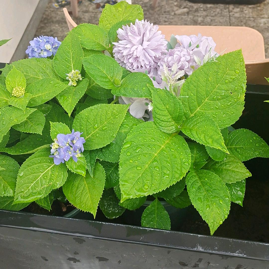 💐浅夏🍁