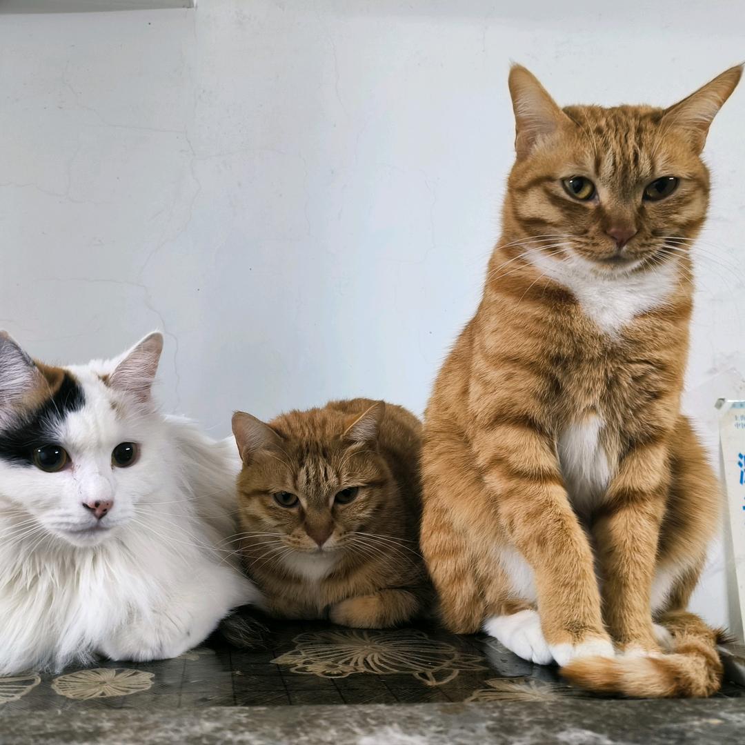 Minecraft-猫猫a（小号）