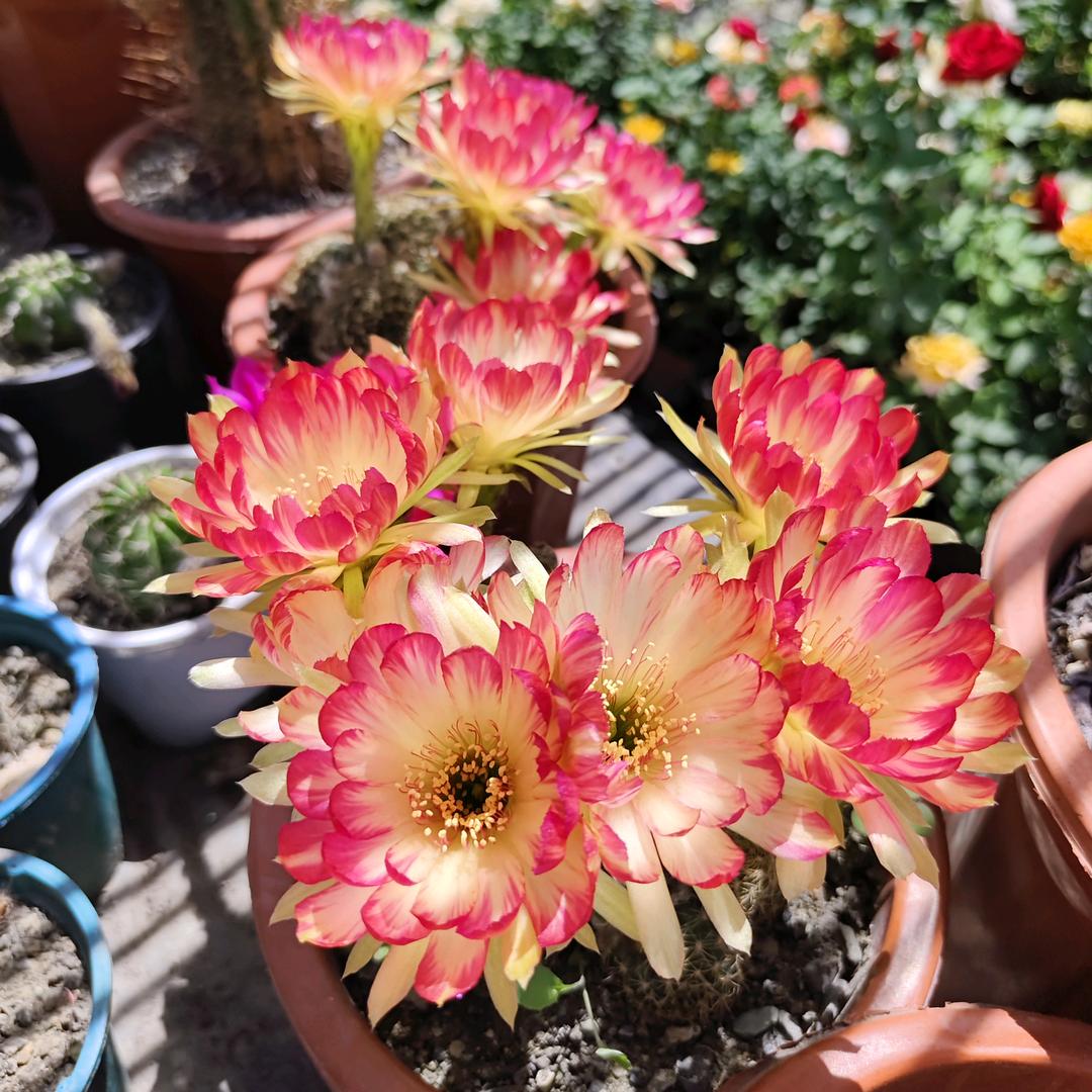 新疆木西仙人球多肉