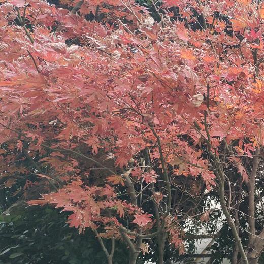 （相逢何必曾相识）