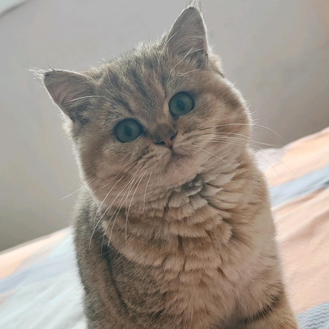 @😸招财猫