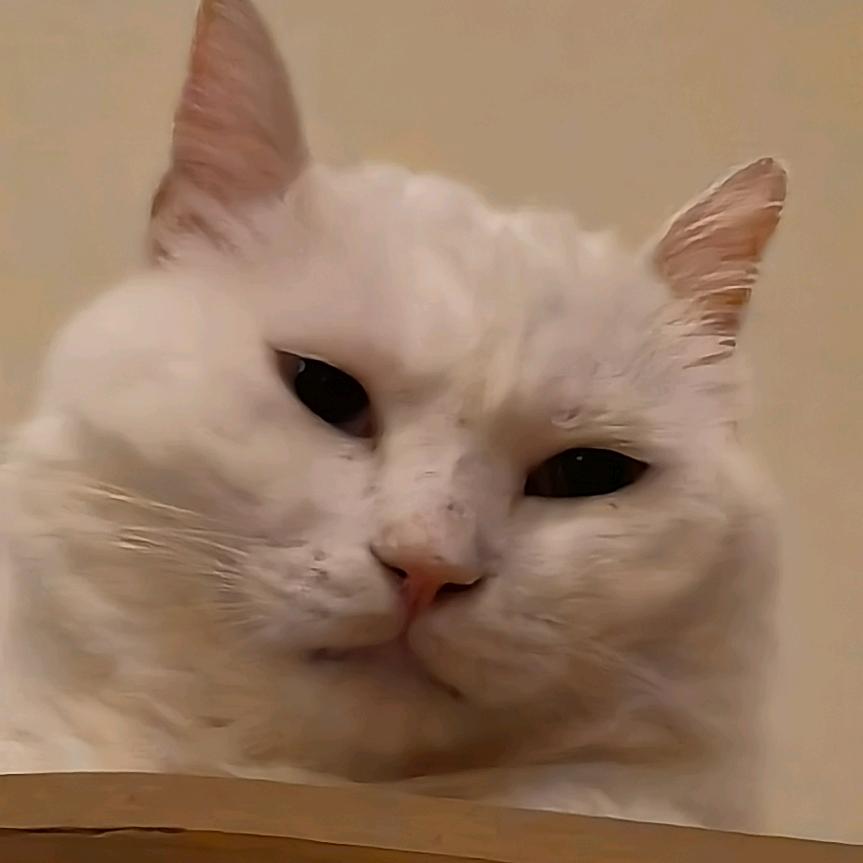 小白（小白猪）