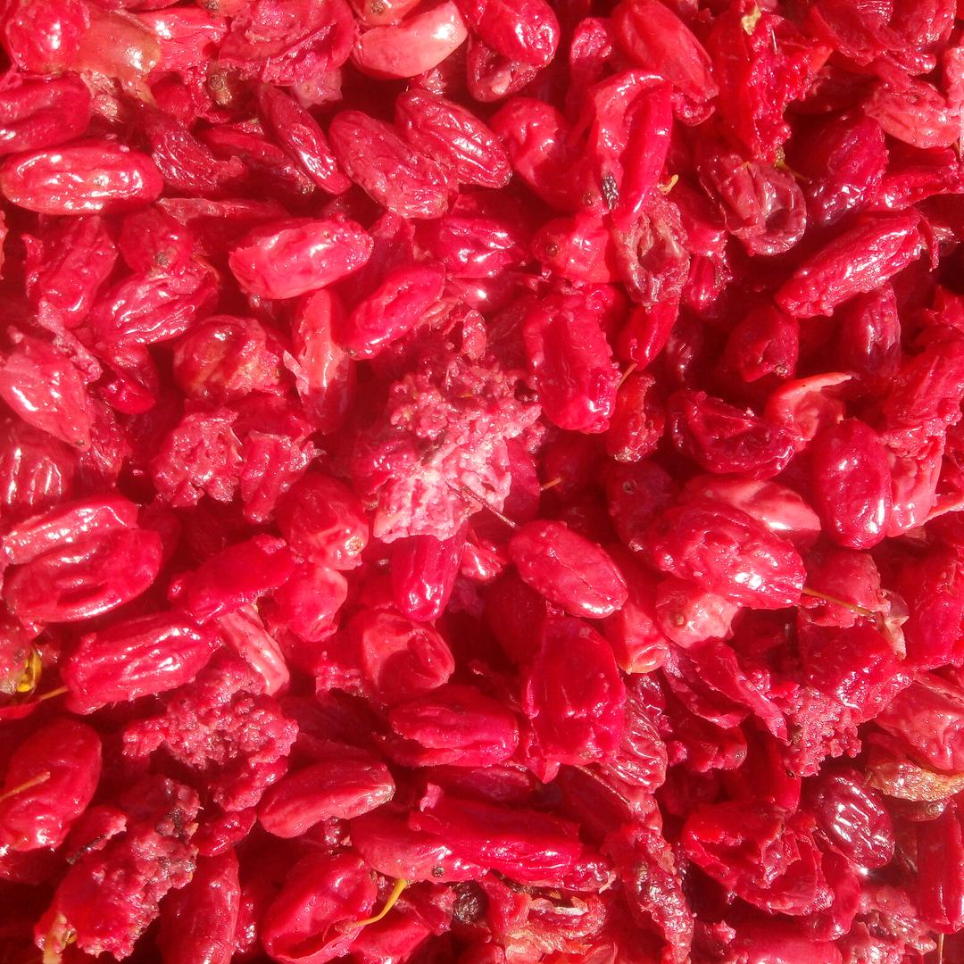 河南西峡山茱萸王砖加