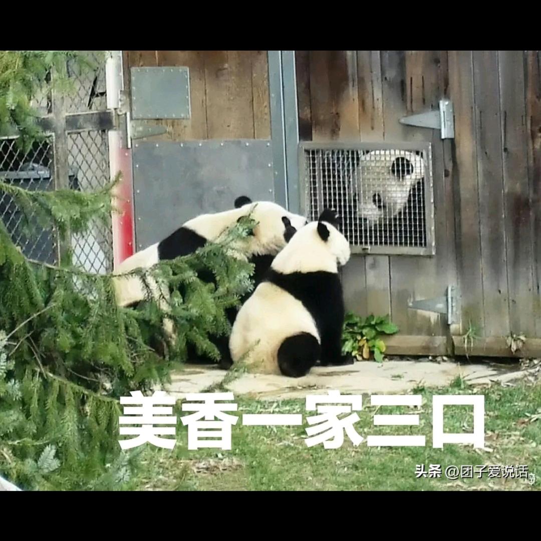 博尔济吉特
