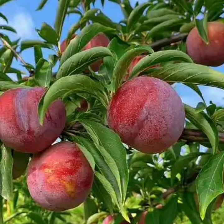 (*◑∇◑)☞☜ο▬▬▬◙▅▆▇◤