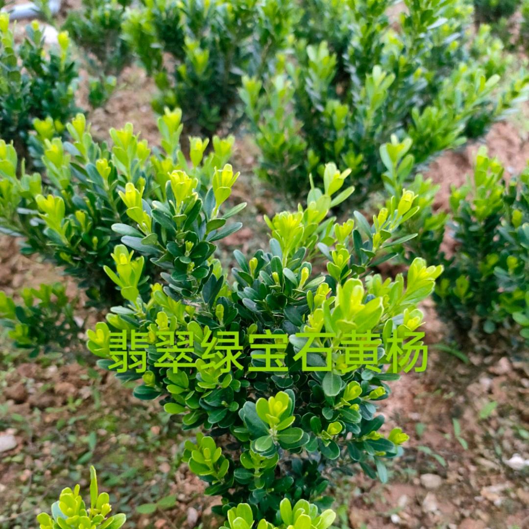 鹏辉黄杨基地