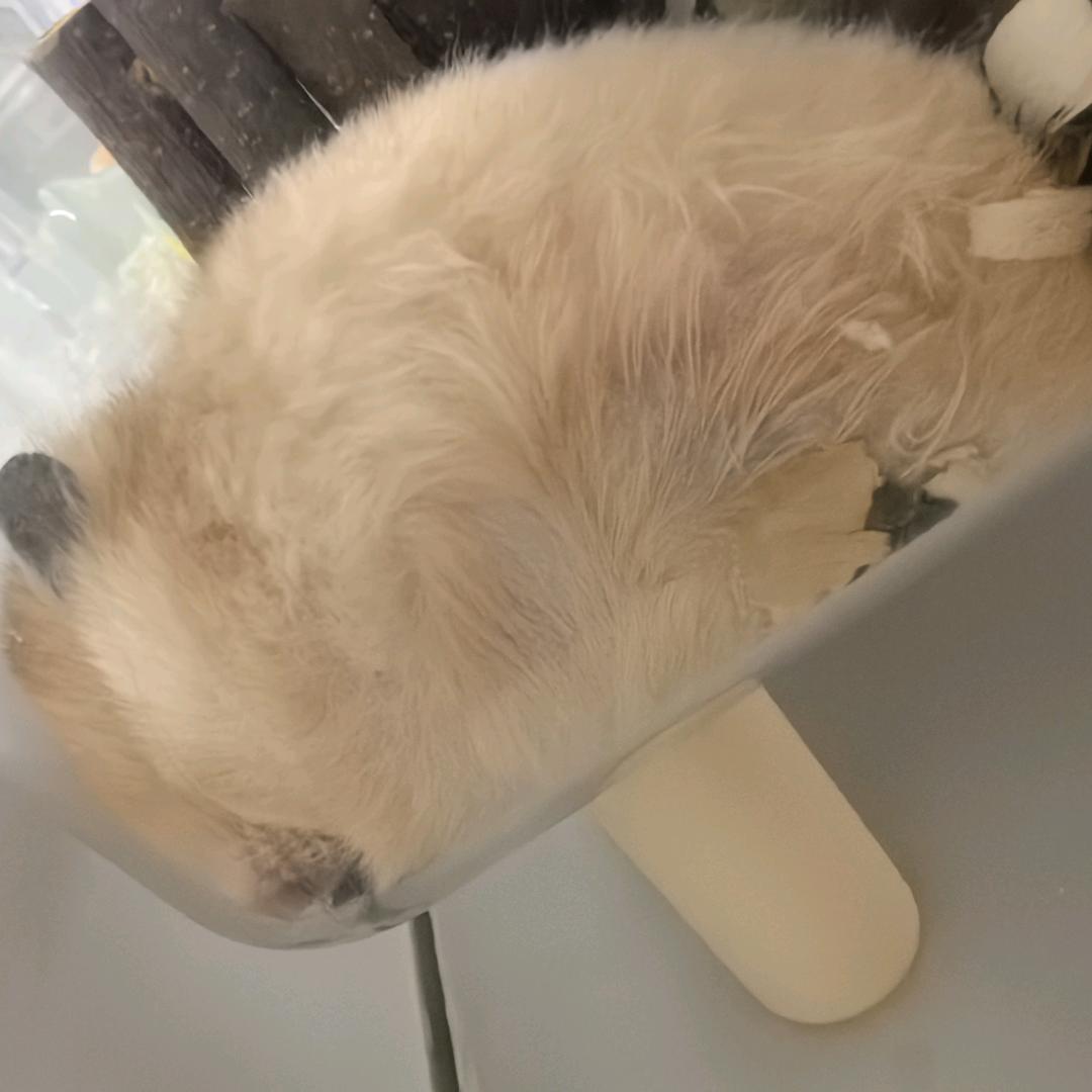 我叫金条