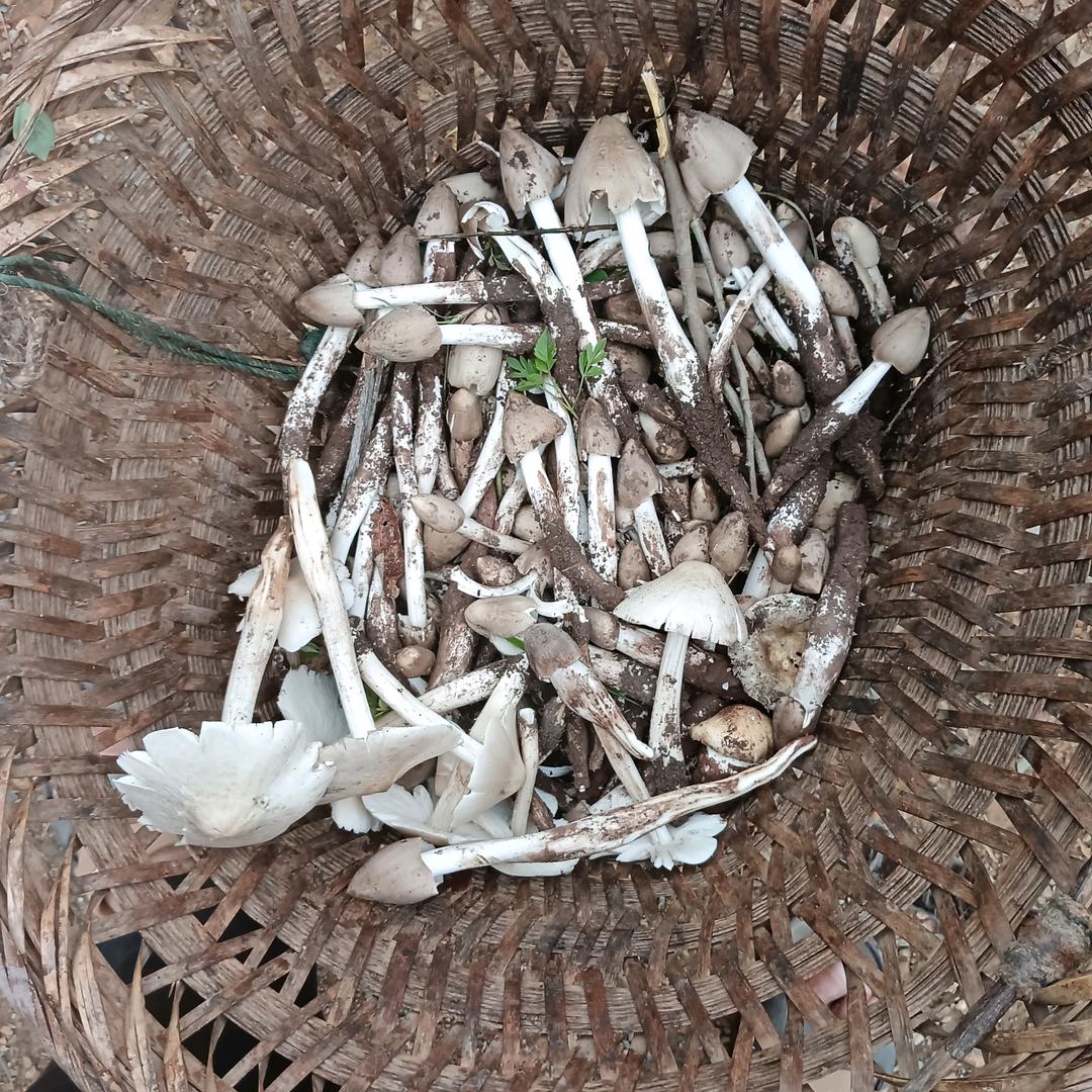 说一不二