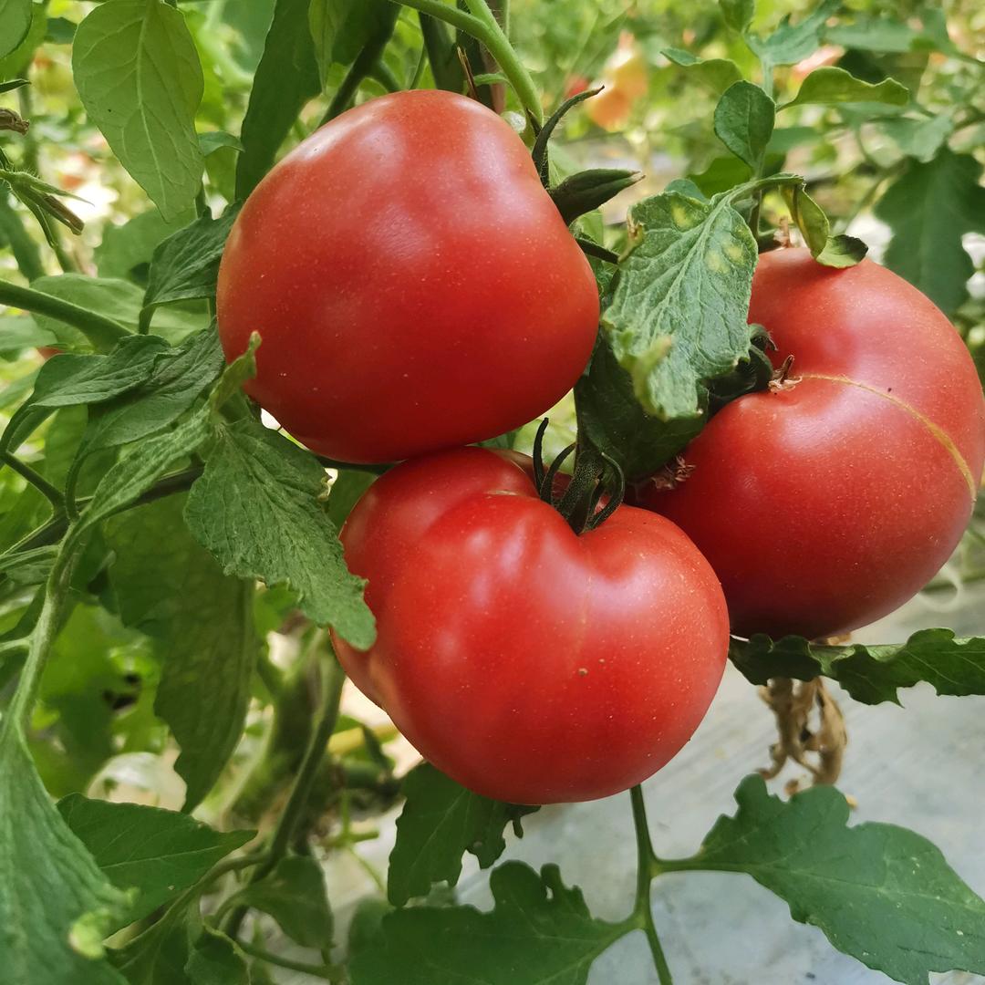 🍅西红柿遇见番茄🍅