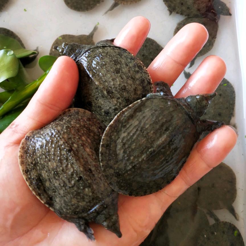 丰和汇农业水产店