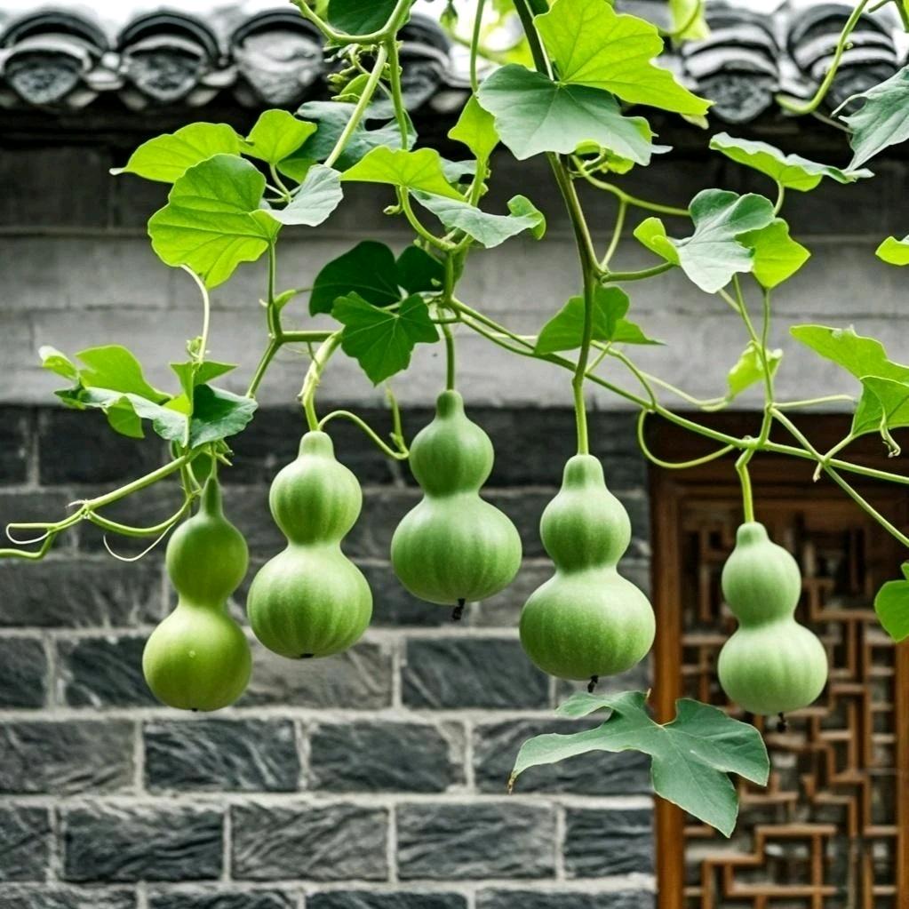 華
