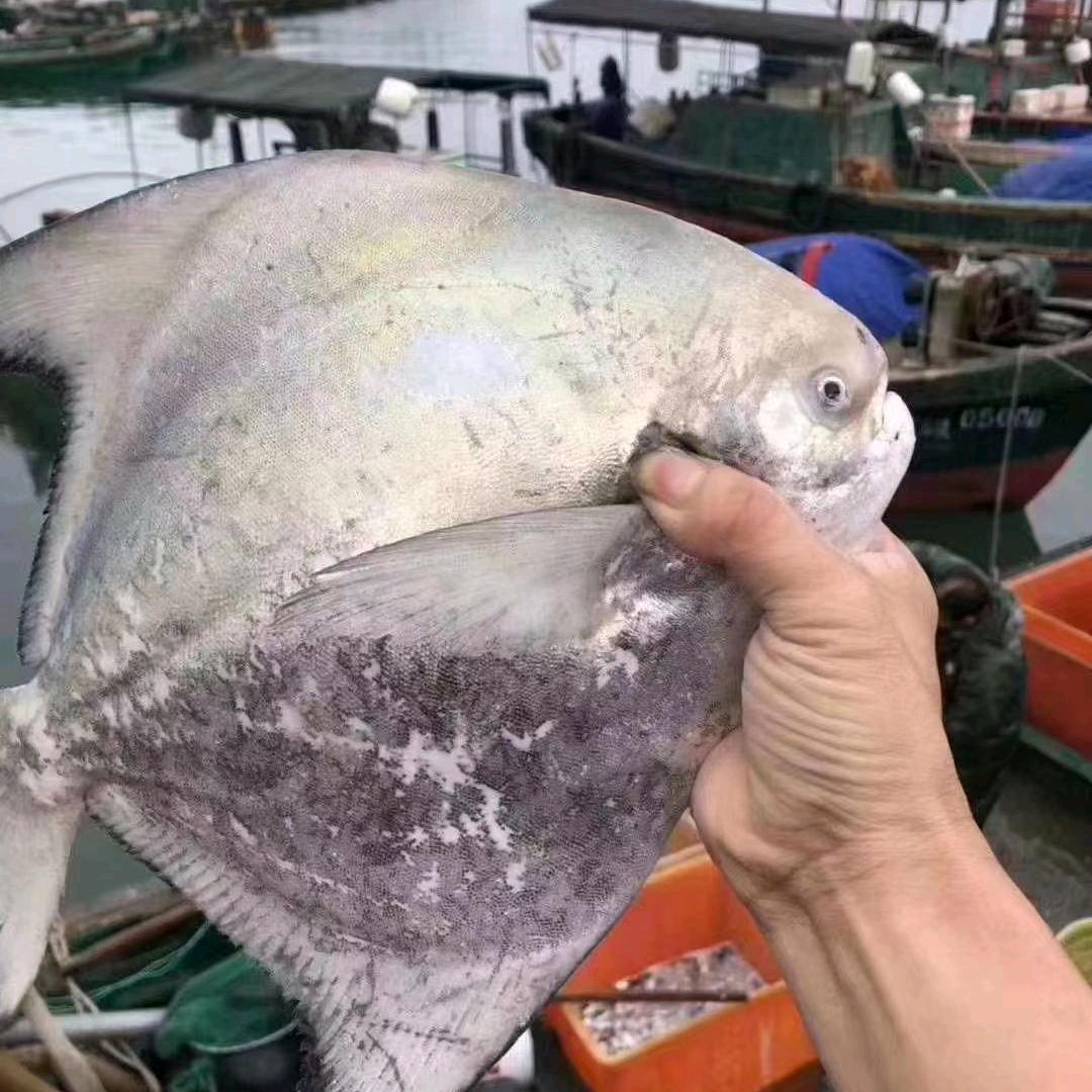 海众生鲜
