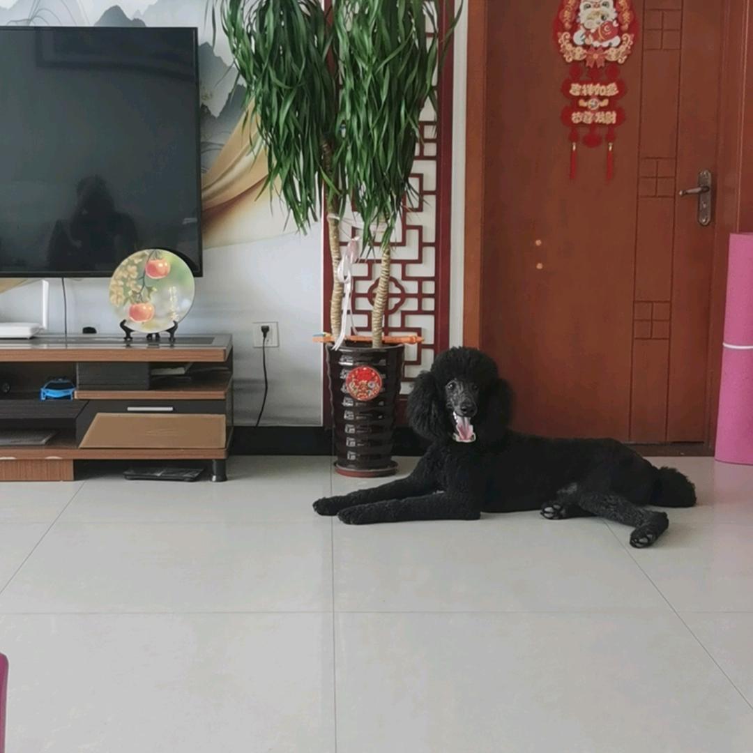 毛球憨憨可乐娃