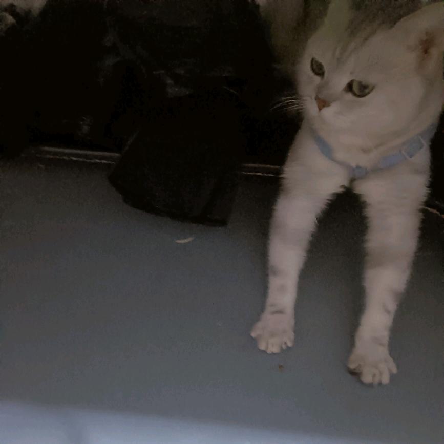 崽崽是只猫🐱