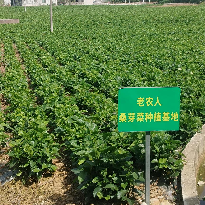 英德市桑芽菜夜兰花源头厂