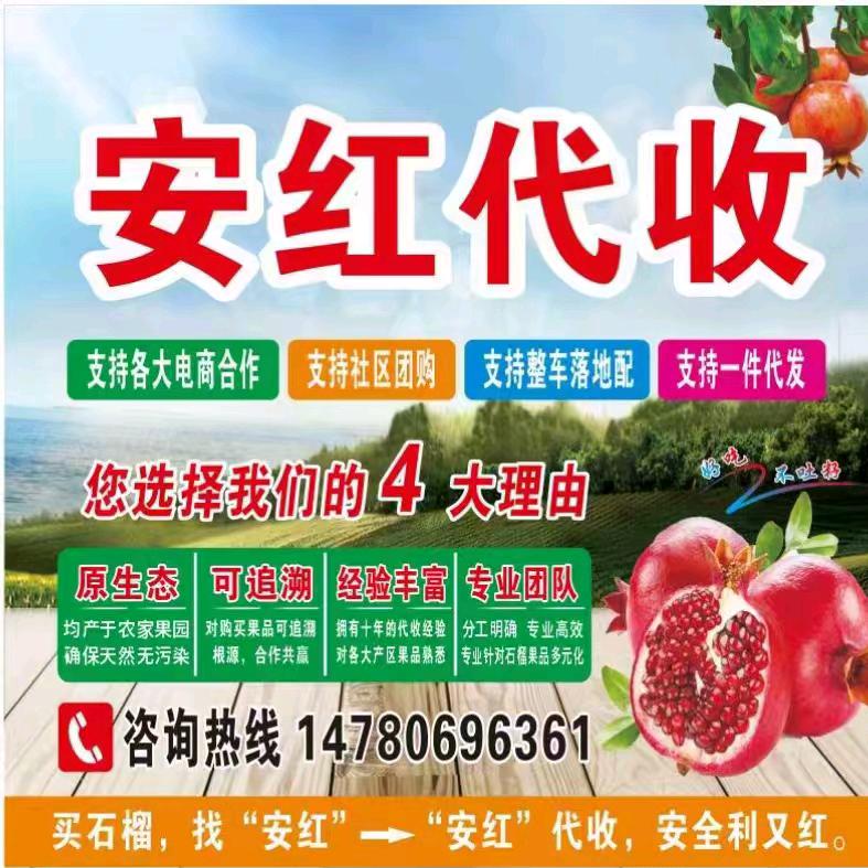 会理石榴专业代收