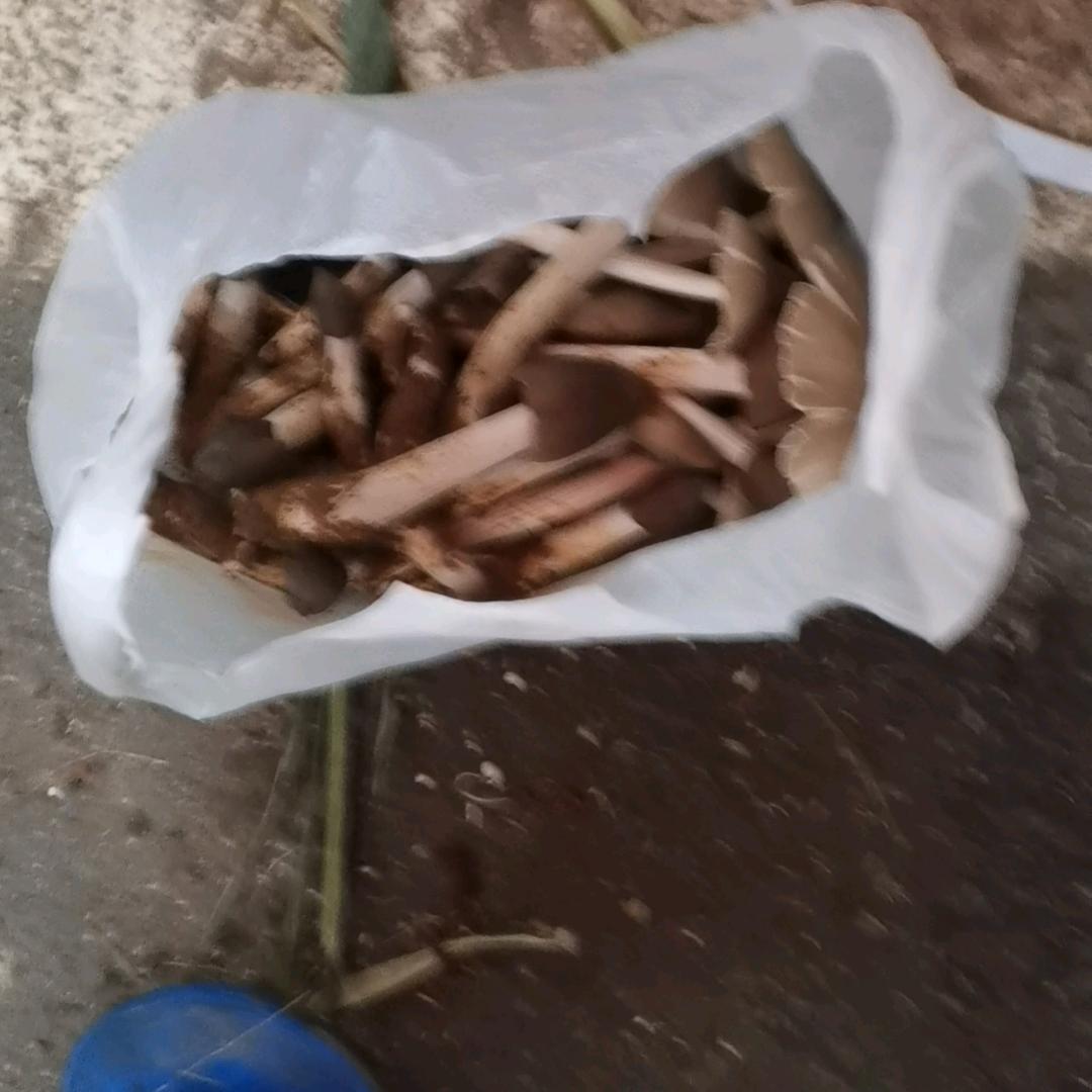 回收菌子鹿寨