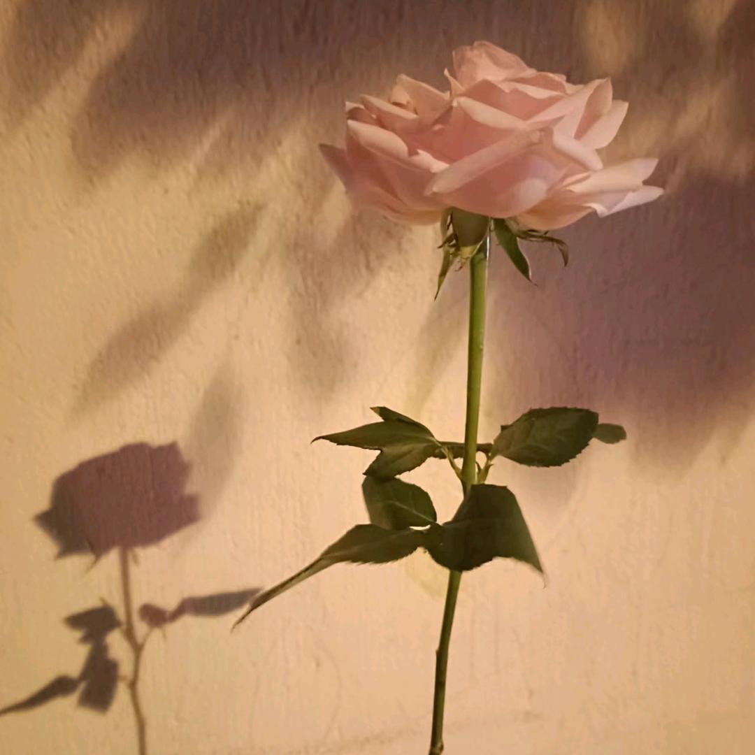 啥啥都不是呀 🌸🔥