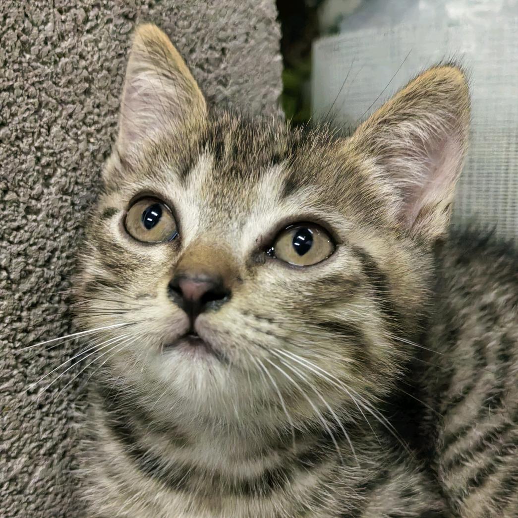 我有一只胖虎喵～