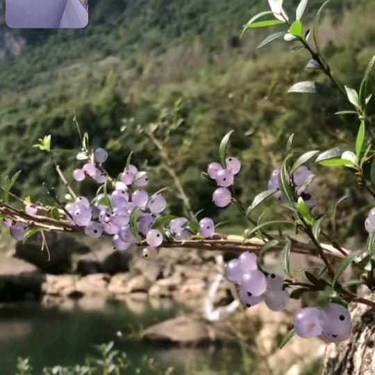 王者  一介凡人