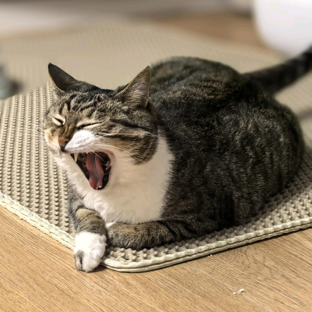 胖子是只狸花猫