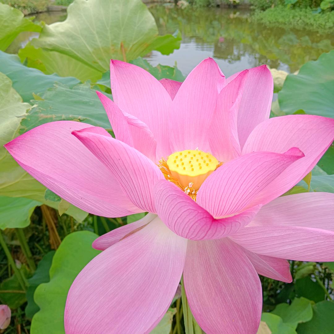 🌸好运常在🌸🍒꧔