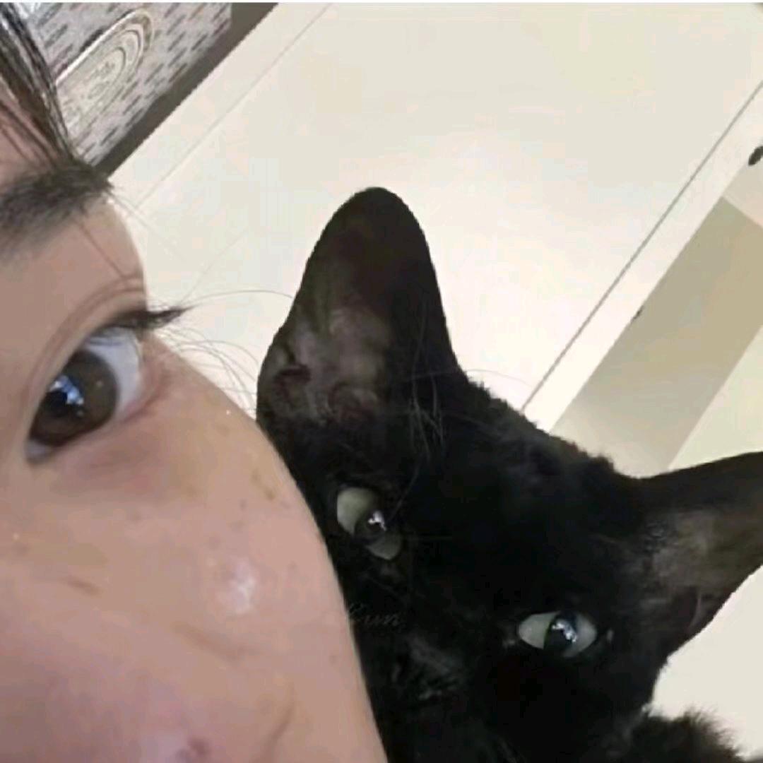 一只 猫