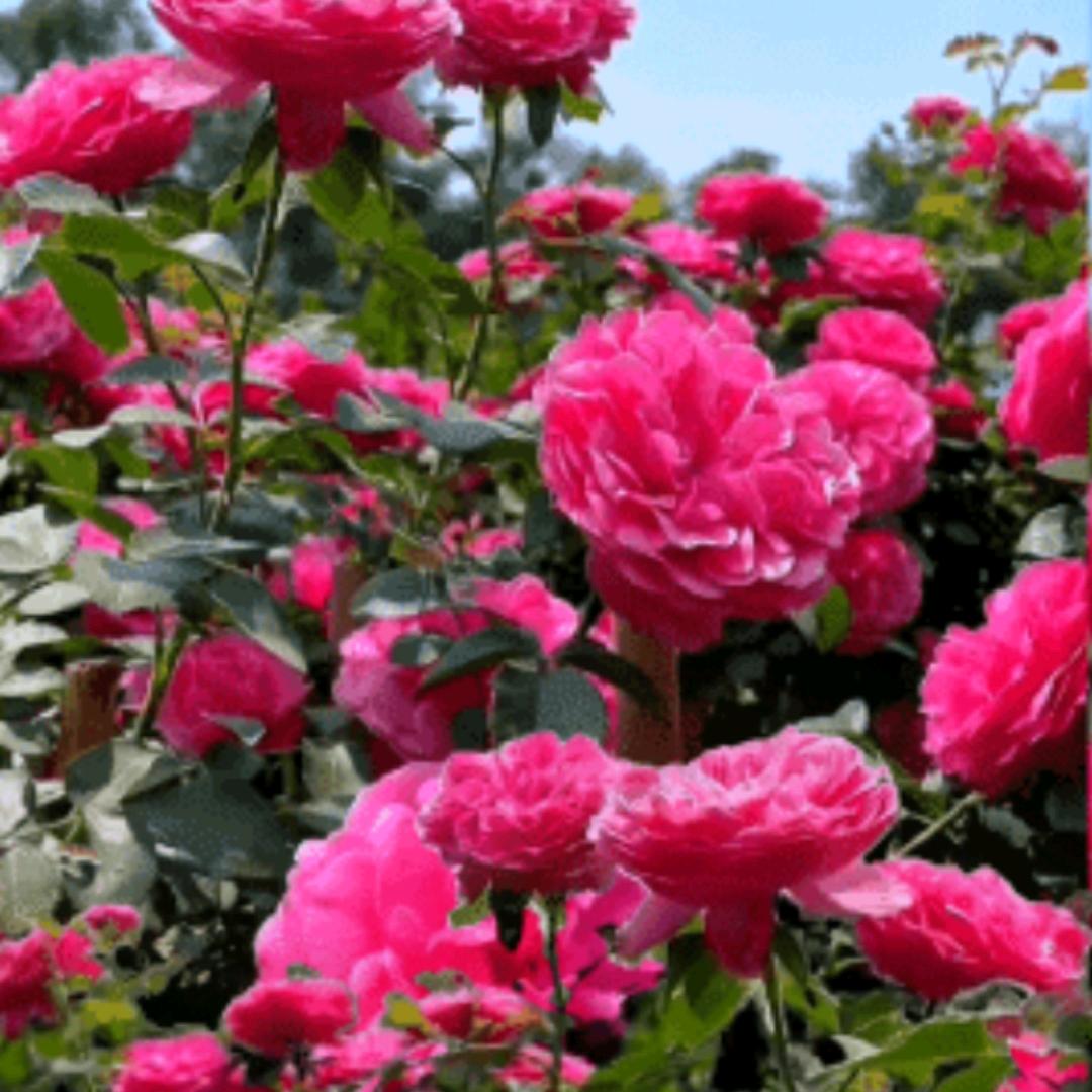 钱，钱，钱，钱，命相连