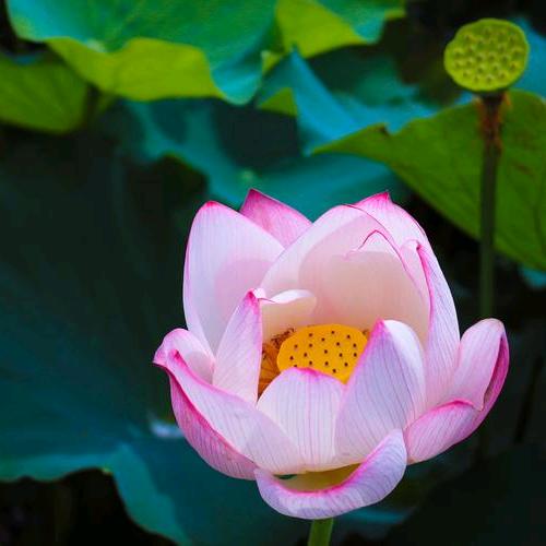 莲心（早早早）