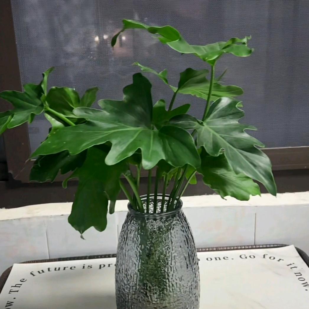 阁阁爱分享