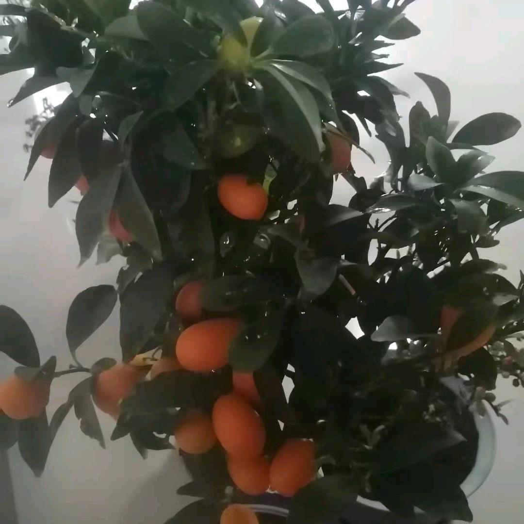平凡*